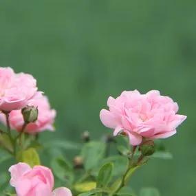 The Fairy Shrub Rose (Rosa The Fairy) 5